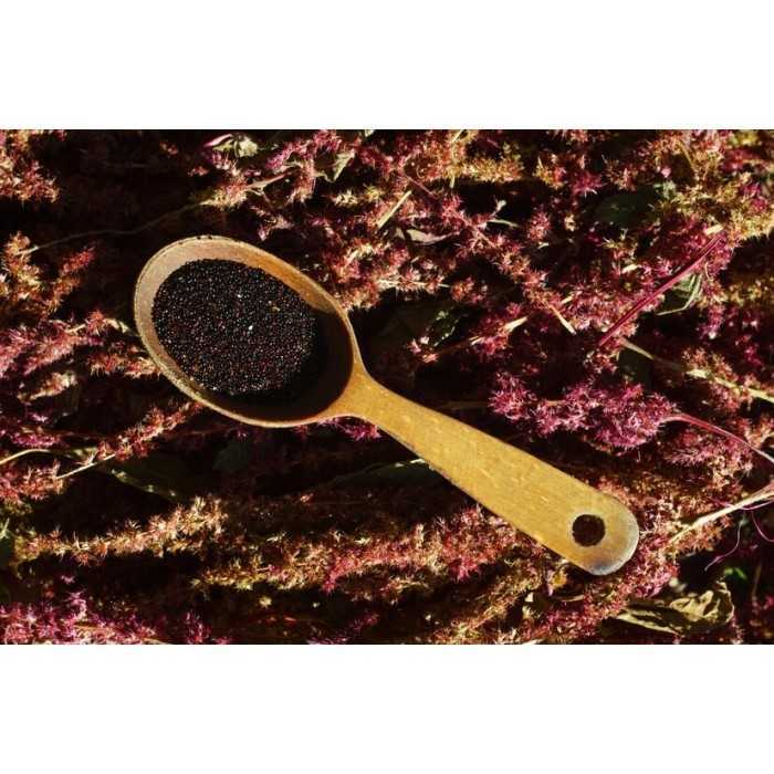 Graines d'Amarante Noires Bio de France - Direct producteur