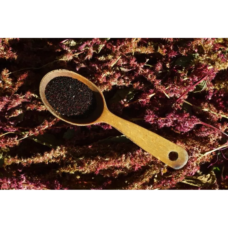 Organic Black Amaranth Seeds from France - Direct producer