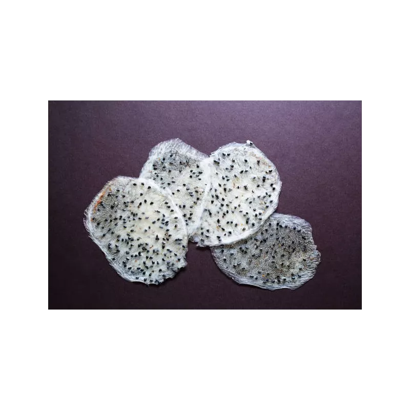 Organic & fairtrade dried white dragon fruit or pitaya from Colombia