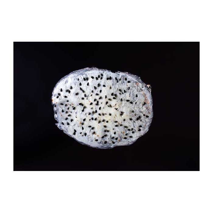 Organic & fairtrade dried white dragon fruit or pitaya from Colombia