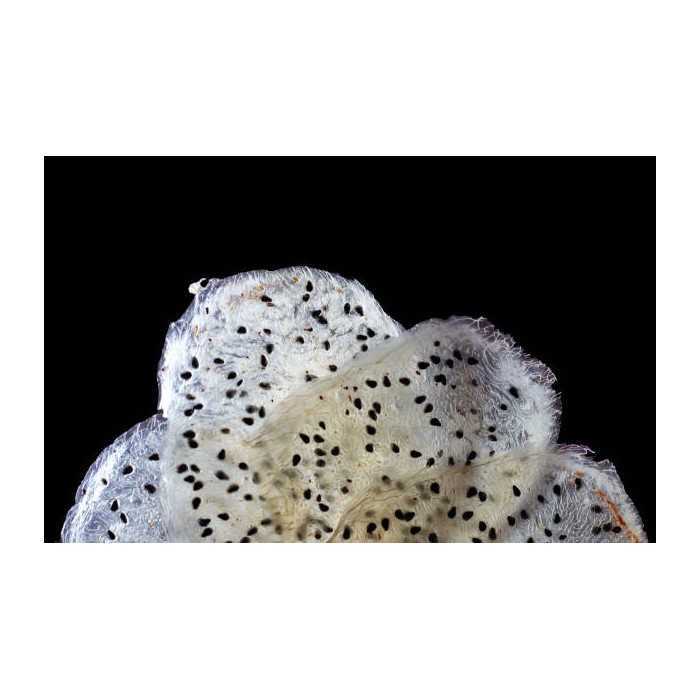 Organic & fairtrade dried white dragon fruit or pitaya from Colombia
