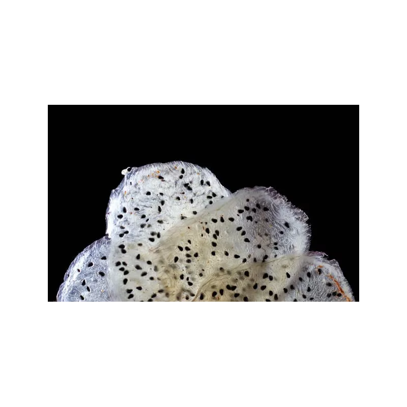 Organic & fairtrade dried white dragon fruit or pitaya from Colombia