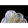 Organic & fairtrade dried white dragon fruit or pitaya from Colombia