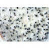 Organic & fairtrade dried white dragon fruit or pitaya from Colombia