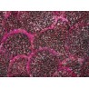 Organic Dried Red Dragon Fruit or Dried Organic Red Pitaya from Vie...