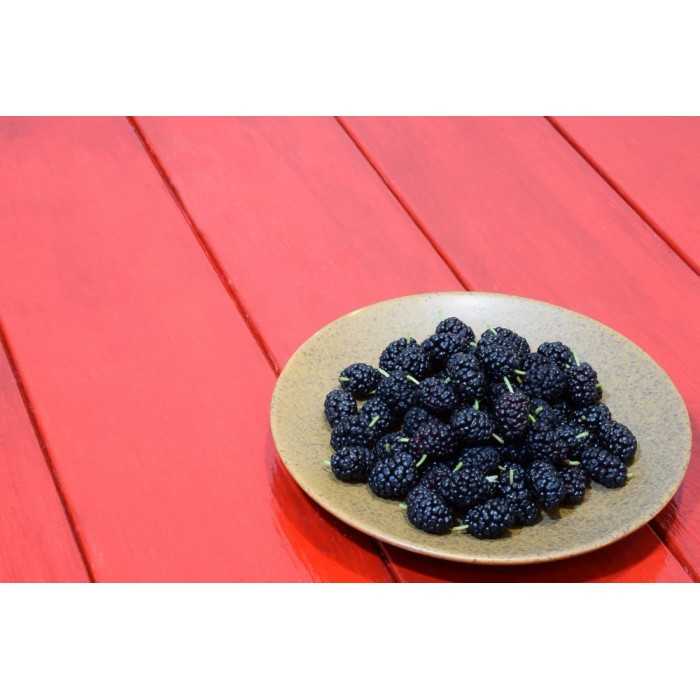Organic & fair trade dried black mulberries from Uzbekistan