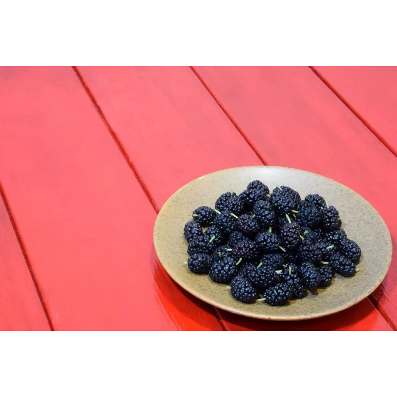 Organic & fair trade dried black mulberries from Uzbekistan