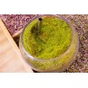Organic & gluten free pistachio Flour PDO from Brontë in Sicily - D...