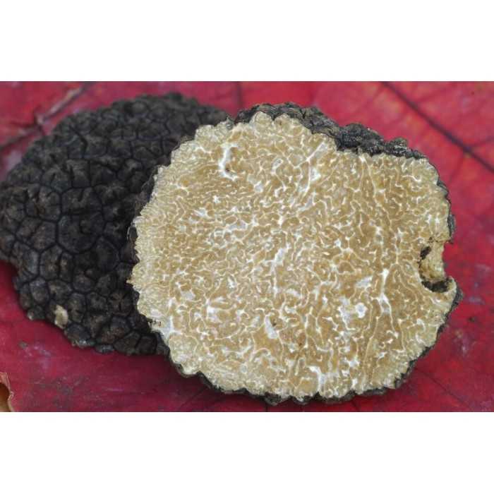 Slices of organic dried summer truffle from Italy - direct producer