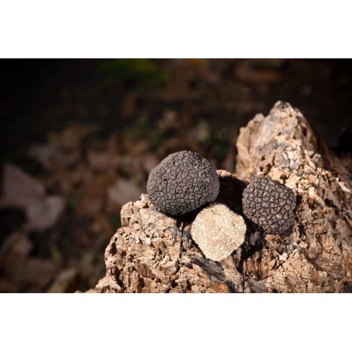 Lamelles de truffe bio d'été séchée d'Italie - direct producteur