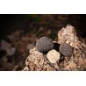 Slices of organic dried summer truffle from Italy - direct producer