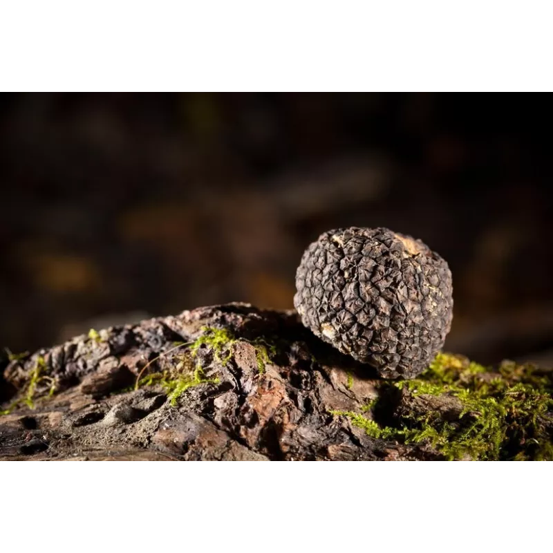 Précieuse Truffe noire bio entière en saumure d'Italie - direct pro...