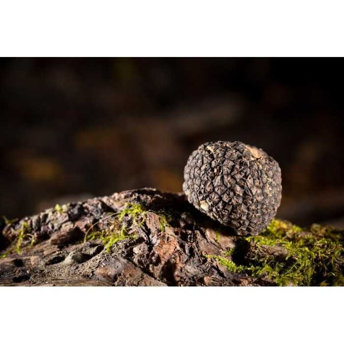 Precious whole organic black truffle in brine from Italy - direct p...
