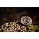 Précieuse Truffe noire bio entière en saumure d'Italie - direct pro...