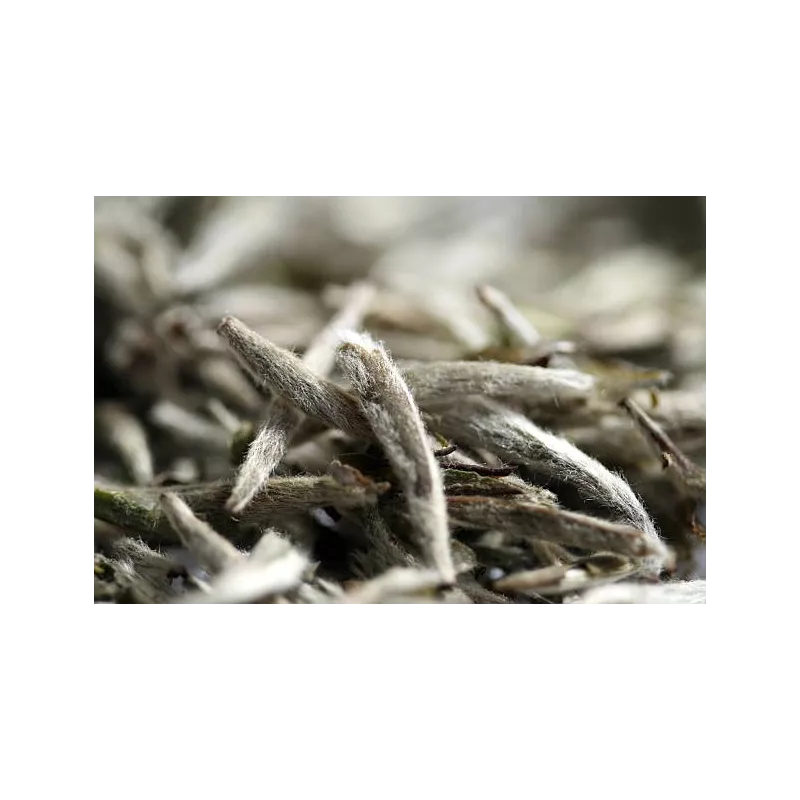 Organic White Tea White Monkey from China Premium
