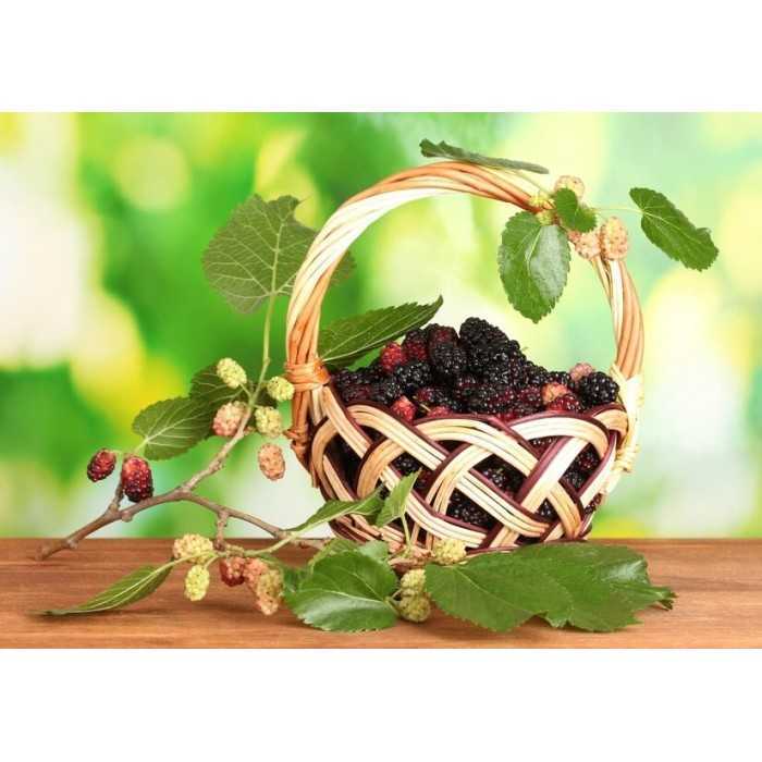 Organic & fair trade dried black & white mulberries from Uzbekistan