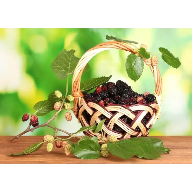 Organic & fair trade dried black & white mulberries from Uzbekistan