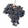 Organic dried muscat raisins PDO from Malaga Sulfur free - Direct p...