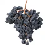 Organic dried muscat raisins PDO from Malaga Sulfur free - Direct p...