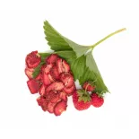 Fraises séchées bio Label Rouge du Lot et Garonne - Direct producteur