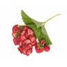 Organic Label rouge dried strawberries from Lot et Garonne - Direct...