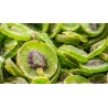 Candied Kiwis EPV from France - Direct Producer