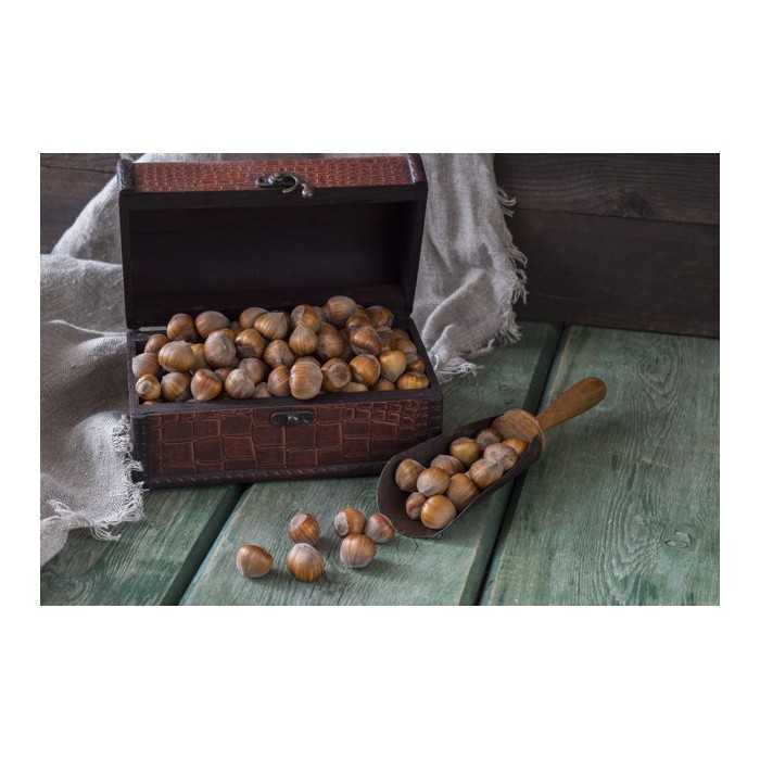 Organic hazelnuts in shell from Corsica - direct producer