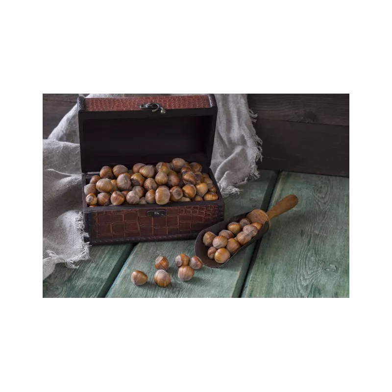 Organic hazelnuts in shell from Corsica - direct producer