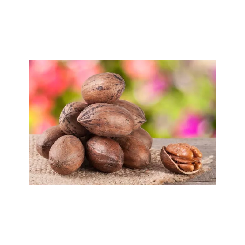 Organic raw pecans in shell from Italy