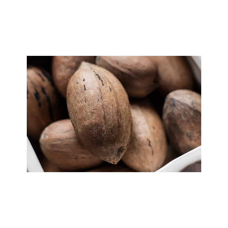 Noix de Pécan Bio crues en coque d'Italie