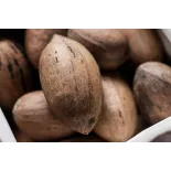 Noix de Pécan Bio crues en coque d'Italie