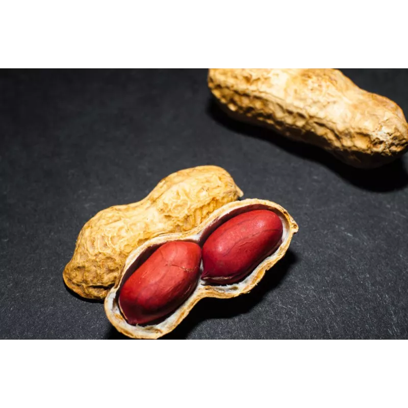 Cacahuètes ou arachides crues bio & fairtrade d'Ouzbékistan