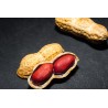 Organic & fairtrade raw peanuts from Uzbekistan