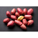 Cacahuètes ou arachides crues bio & fairtrade d'Ouzbékistan