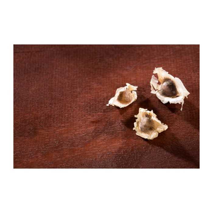Natural & fair trade Moringa seeds from Haïti - Direct producer