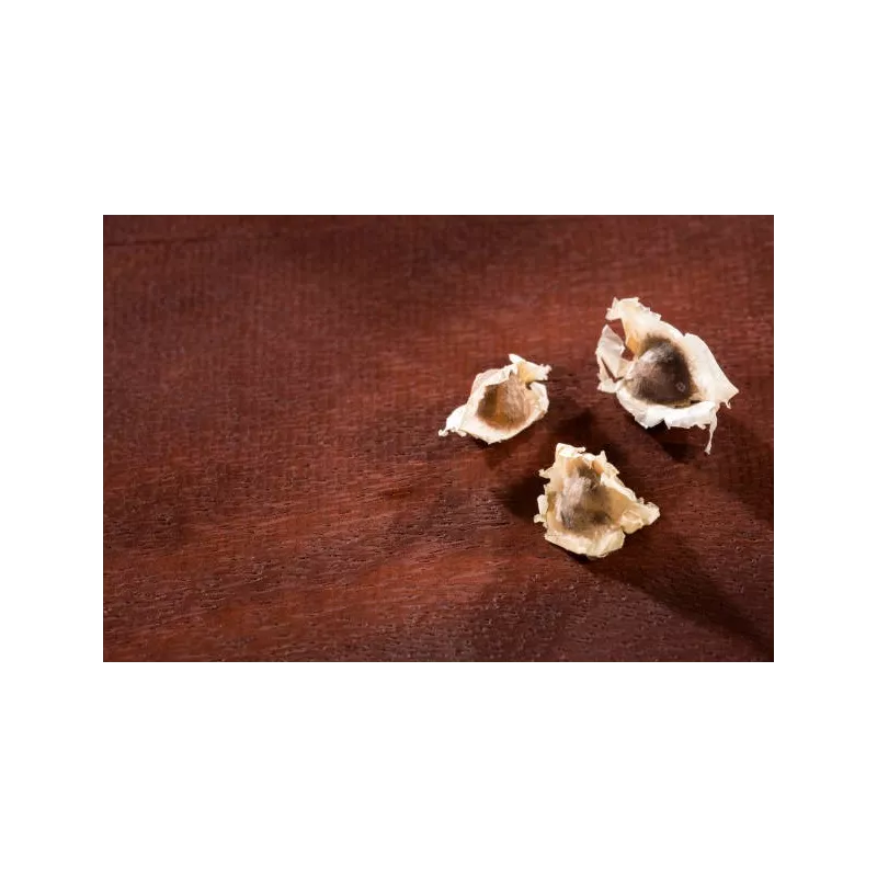 Natural & fair trade Moringa seeds from Haïti - Direct producer