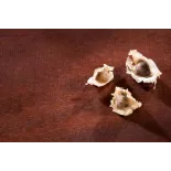 Graines de Moringa naturelles & équitables d'Haïti - Direct producteur