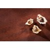 Natural & fair trade Moringa seeds from Haïti - Direct producer
