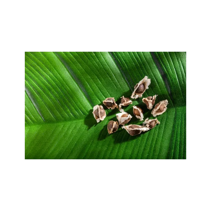 Graines de Moringa naturelles & équitables d'Haïti - Direct producteur
