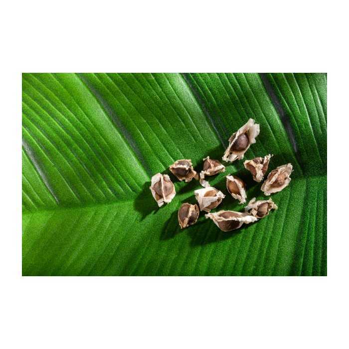 Natural & fair trade Moringa seeds from Haïti - Direct producer