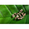 Graines de Moringa naturelles & équitables d'Haïti - Direct producteur