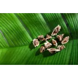 Graines de Moringa naturelles & équitables d'Haïti - Direct producteur