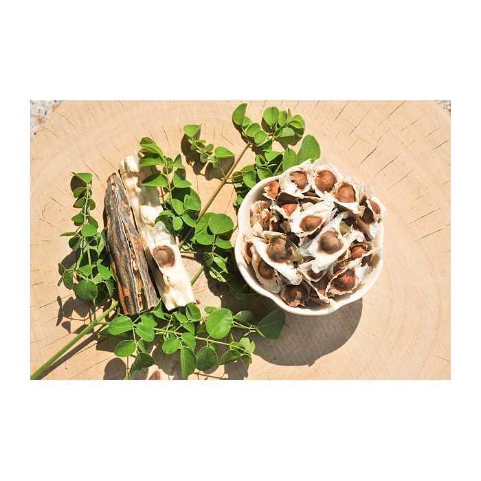 Graines de Moringa naturelles & équitables d'Haïti - Direct producteur