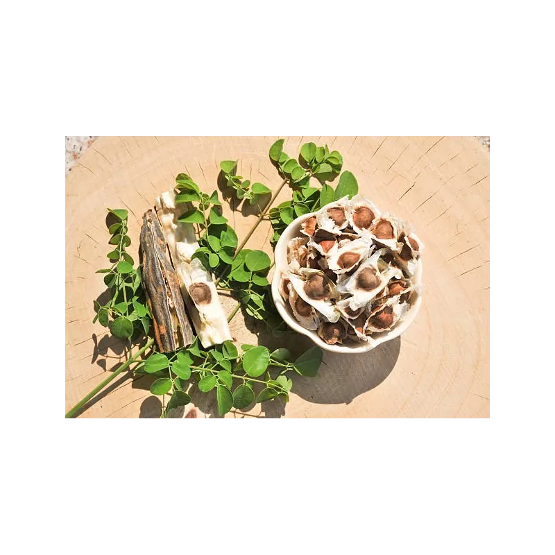 Graines de Moringa naturelles & équitables d'Haïti - Direct producteur