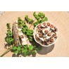 Graines de Moringa naturelles & équitables d'Haïti - Direct producteur