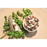 Graines de Moringa naturelles & équitables d'Haïti - Direct producteur
