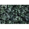 Organic & artisanal tagliatelle with spirulina from France - Direct...