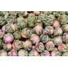 Organic Fairtrade blooming green tea & Jasmine & Amaranth & Calendu...