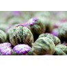Organic & fairtrade blooming green tea & jasmine & osmanthus & Red ...