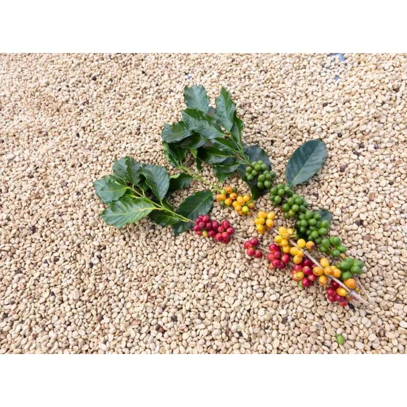 Rare organic & fairtrade Green Coffee Bean Cuzco from Peru